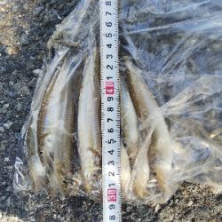 大塩海岸のキス釣り