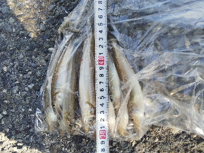 大塩海岸のキス釣り