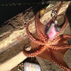 強風の中、ルアーチェンジ１投目にヒット