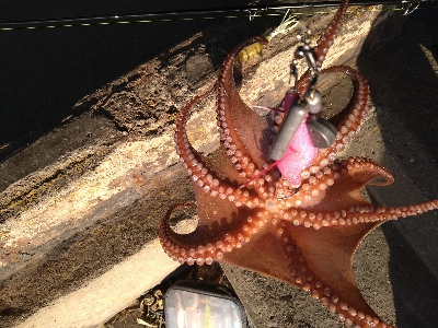 強風の中、ルアーチェンジ１投目にヒット