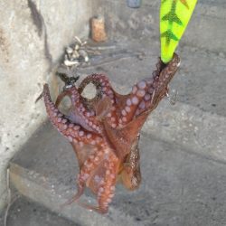 バースデータコ