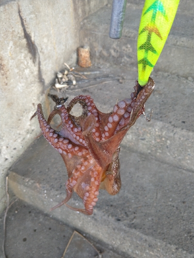 バースデータコ