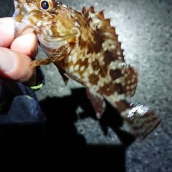 チビッ子のみ。