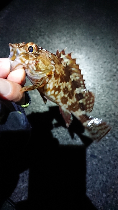 チビッ子のみ。