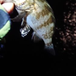 連日のメバリング