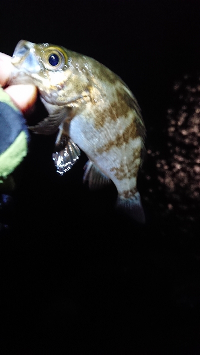 連日のメバリング