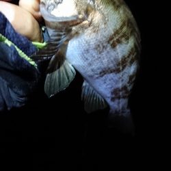 まだまだメバル。