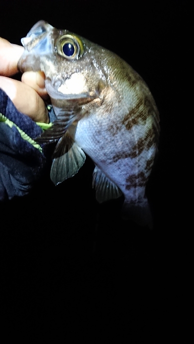 まだまだメバル。