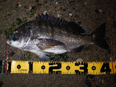 何か釣れるかな釣行