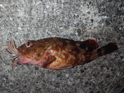 ロックフィッシュ釣行