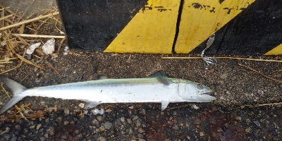 岩船港　サゴシ　50cm