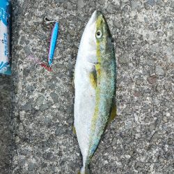 ショアジギング