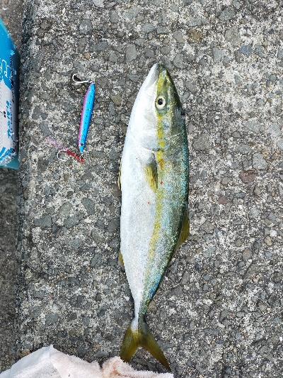 ショアジギング