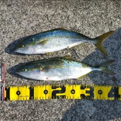 ショアジギング