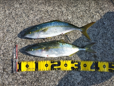 ショアジギング