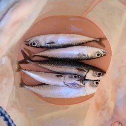サバ釣