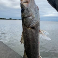 雨中のシーバス釣行
