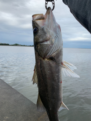 雨中のシーバス釣行