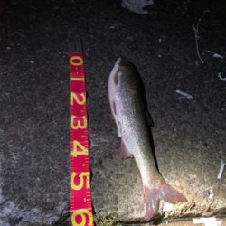 シーンと静まりかえった水面からガバっ!