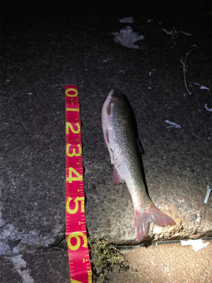 シーンと静まりかえった水面からガバっ！