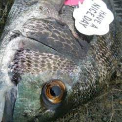 『釣りデビュー(^^)』189日目