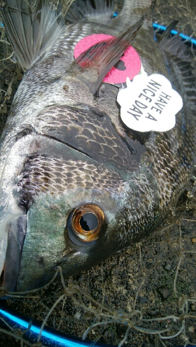 『釣りデビュー(^^)』189日目