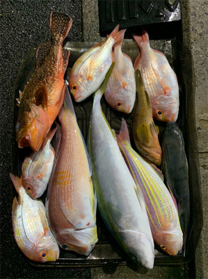 いつものポイントでジギング、タイラバ釣行