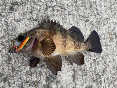 マイクロジグでメバル