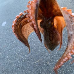 結局タコに癒されてます（笑）