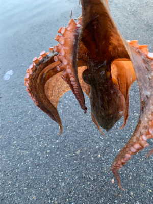 結局タコに癒されてます（笑）