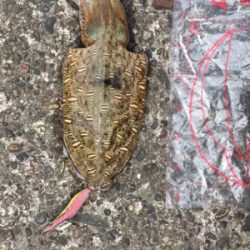 甲イカの活性大