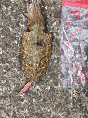 甲イカの活性大