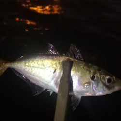 アジング練習　306