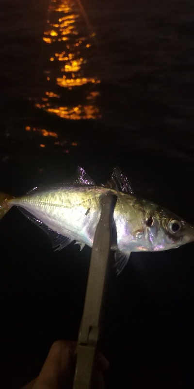 アジング練習　306