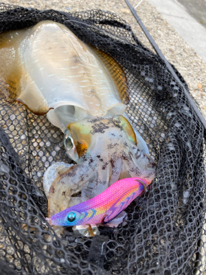 タイミングさえ合えば3投でアオリイカ  G…