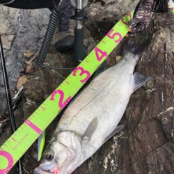 青物からのヒラスズキ