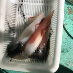 夜焚きイカメタル