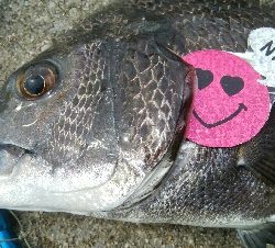 『釣りデビュー(^-^*』191日目