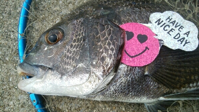 『釣りデビュー(^-^*』191日目