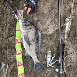 サラシ歳無し黒鯛