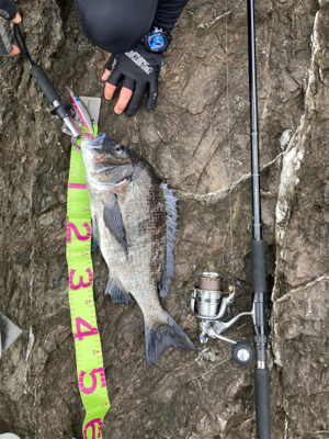 サラシ歳無し黒鯛