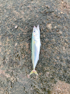 田辺でライトショアジギ