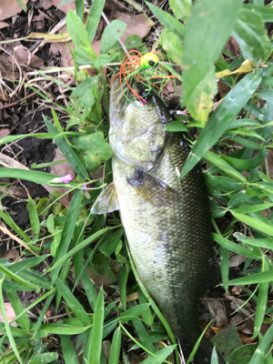 久しぶりのバス