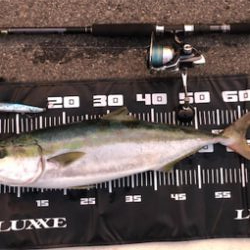 67センチのメジロ