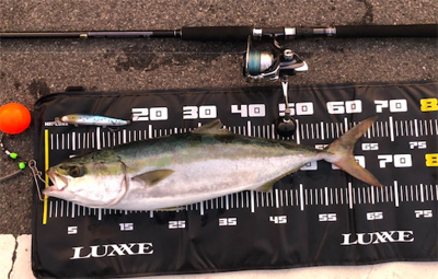 67センチのメジロ