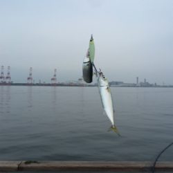 久しぶりLSJするもボトムで小鯖ばかり。。