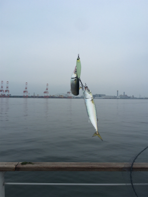 久しぶりLSJするもボトムで小鯖ばかり。。