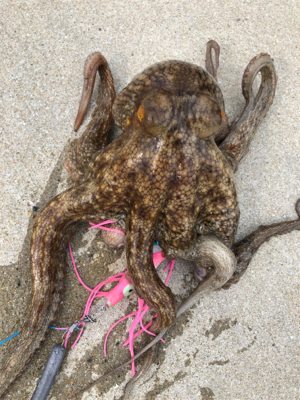 真夏の夜のオクトパッシング0702