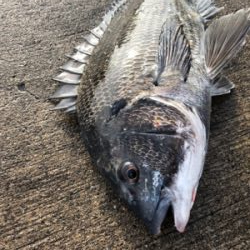 小潮の下潮でエビ撒き