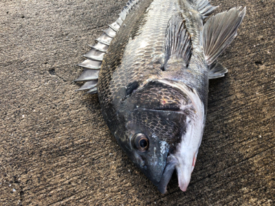 小潮の下潮でエビ撒き